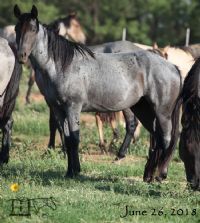 Wyo Blue Taffy